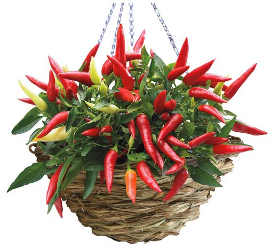 grow your own chillies