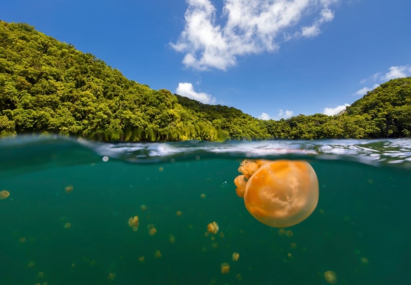 Jelly fish in a lake, Palau