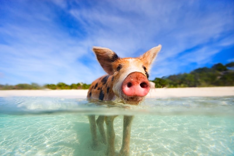 Bahamas holiday travel 2017