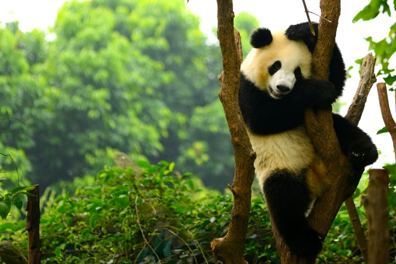 Pandas, Chengdu, china