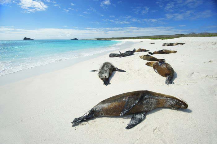 Seals on the beach in Galapagos