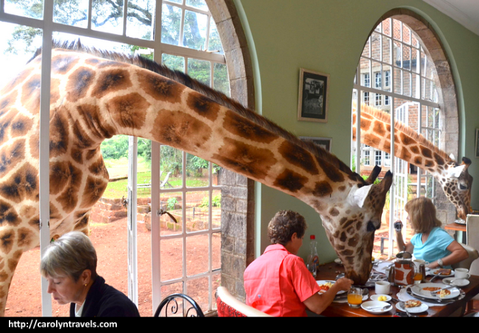 Giraffe Manor