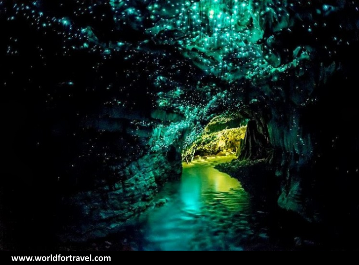 glow worm caves new zealand