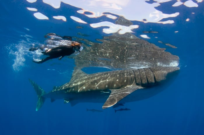 Swimming with a whale shark