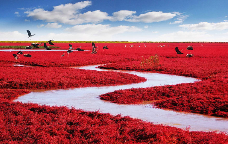 Red Beach, Panjin