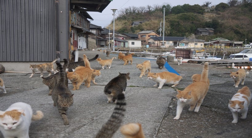 Cat-Island